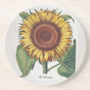 Posavasos De Arenisca Arte de Flor de Damasco Vintage Girasol