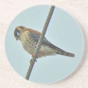 Posavasos De Arenisca Artículos de Cernícalo Americano (Falco sparverius