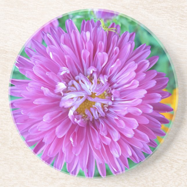 Posavasos De Arenisca Aster con araña de cangrejo (Frente)