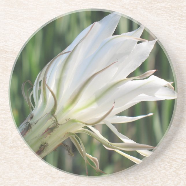 Posavasos De Arenisca Astras de arenisca de flores de Cactus (Frente)