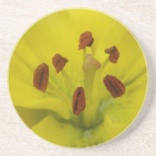 Posavasos De Arenisca Astras florales de Lirio Amarillo