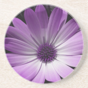 Posavasos De Arenisca Atardeceres De Flor De Daisy Púrpura