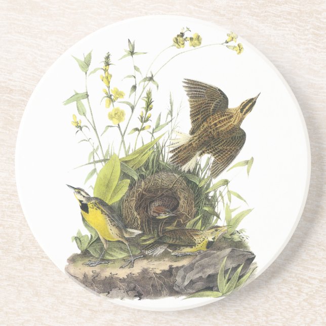 Posavasos De Arenisca Audobon Meadowlark del este (Frente)