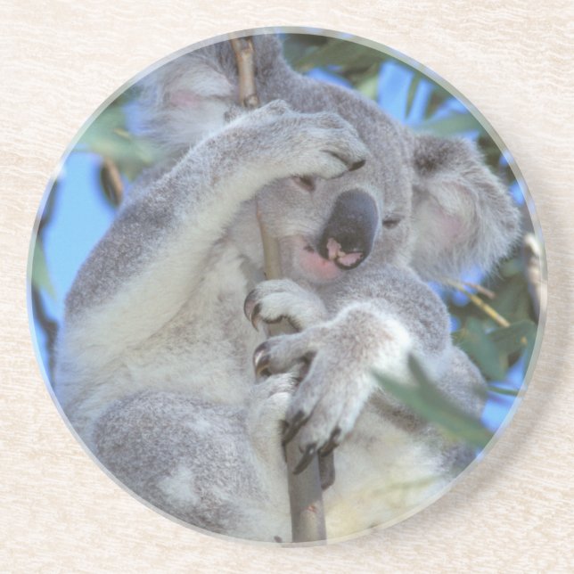 Posavasos De Arenisca Australia, Koala Phasclarctos Cinereus) (Frente)
