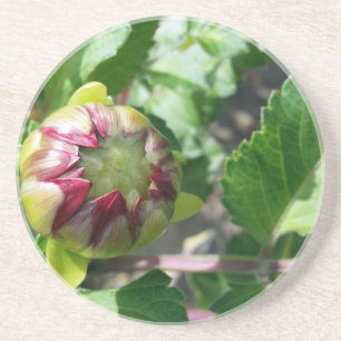 Posavasos De Arenisca autumn bud