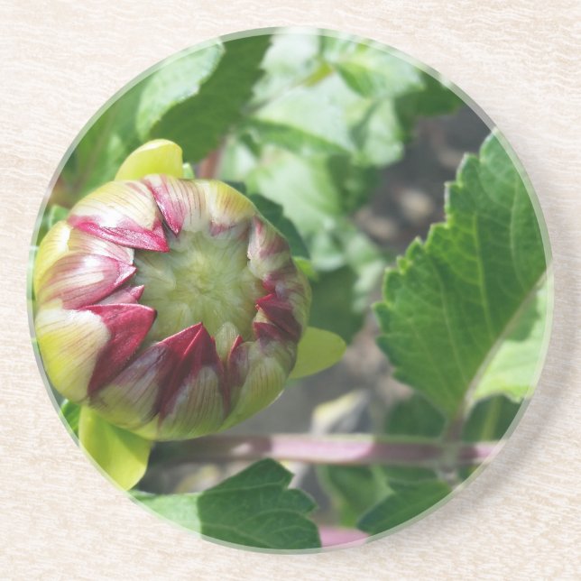 Posavasos De Arenisca autumn bud (Frente)