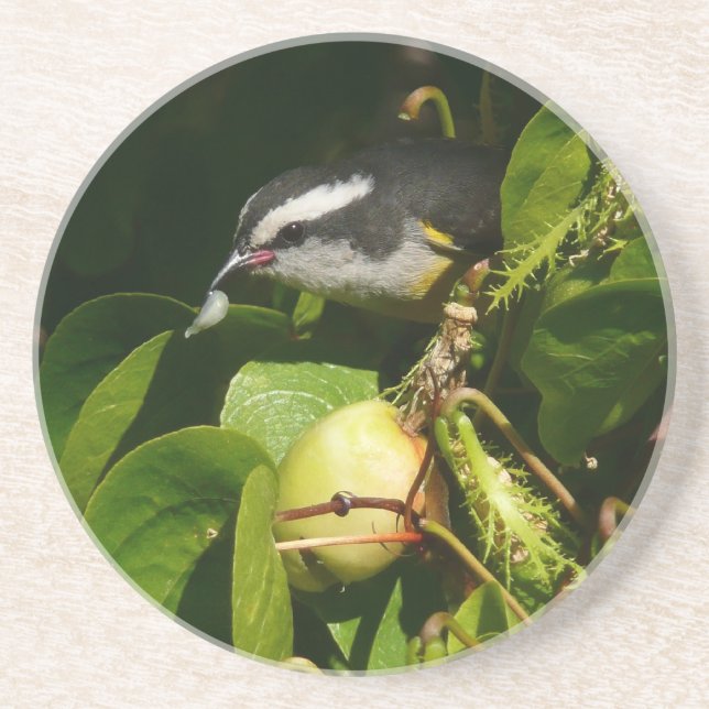 Posavasos De Arenisca Aves Bananaquit comiendo fotografía tropical (Frente)