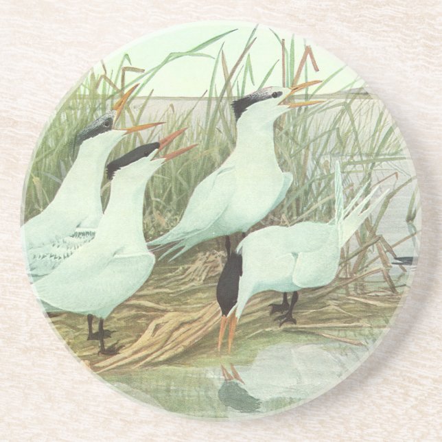 Posavasos De Arenisca Aves playeras antiguas en una marisma de Louis Fue (Frente)