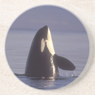 Posavasos De Arenisca Ballena asesina de orca (orcinus) en spyhopping ce