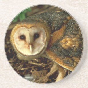 Posavasos De Arenisca Barn Owl
