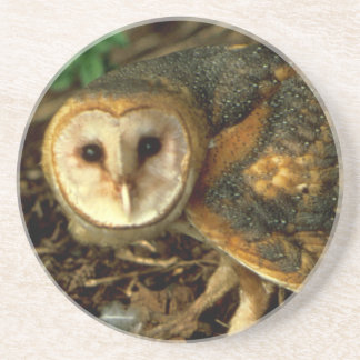 Posavasos De Arenisca Barn Owl