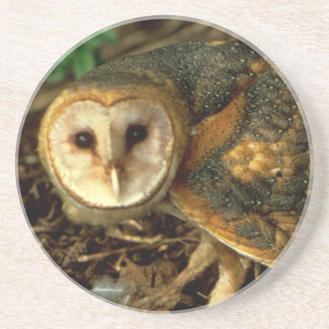 Posavasos De Arenisca Barn Owl (Frente)