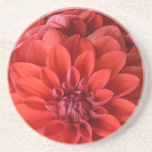 Posavasos De Arenisca Beautiful red dahlia flowers