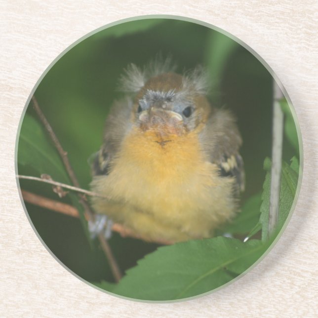 Posavasos De Arenisca Bebé Oriole Bird Animal Coaster (Frente)