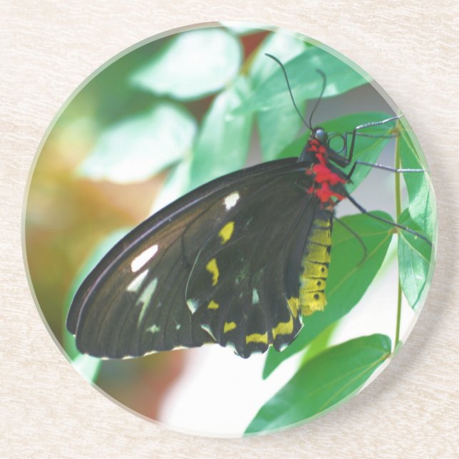 Posavasos De Arenisca Beber esparadrapo de la naturaleza de la mariposa  (Frente)