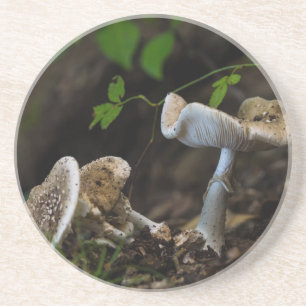 Posavasos De Arenisca Belleza envenenada