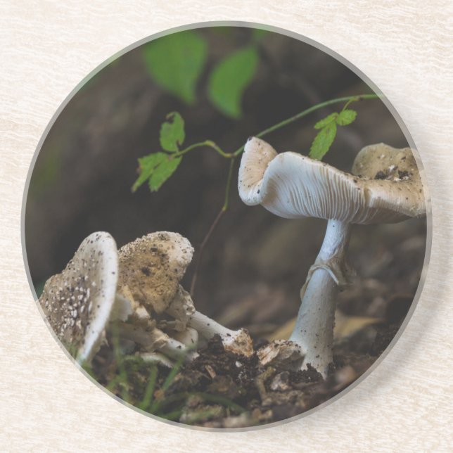 Posavasos De Arenisca Belleza envenenada (Frente)