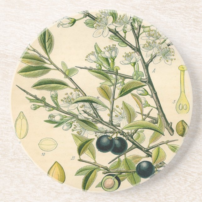 Posavasos De Arenisca Berry de flores antiguas de espinas negras (Frente)