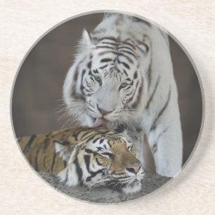 Posavasos De Arenisca Blanco y reclinación de los tigres de Brown