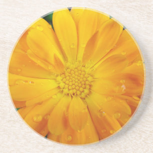 Posavasos De Arenisca bonita flor de margarita amarilla fresca