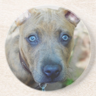 Posavasos De Arenisca Brindle Pit Bull con una foto de Shirley Taylor