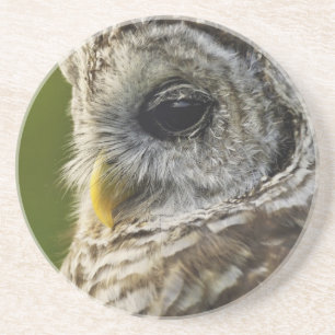 Posavasos De Arenisca Búho Barrado, Strix varia, Michigan