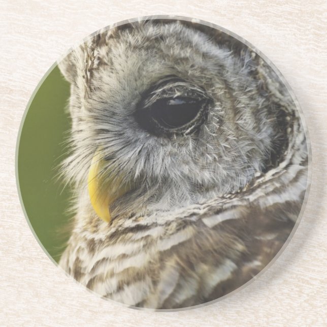 Posavasos De Arenisca Búho Barrado, Strix varia, Michigan (Frente)