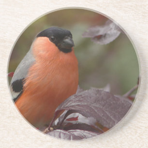 Posavasos De Arenisca Bull Finch