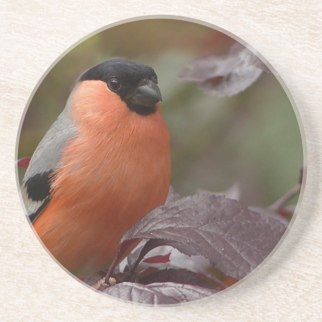 Posavasos De Arenisca Bull Finch (Frente)