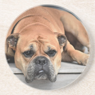 Posavasos De Arenisca Bulldog