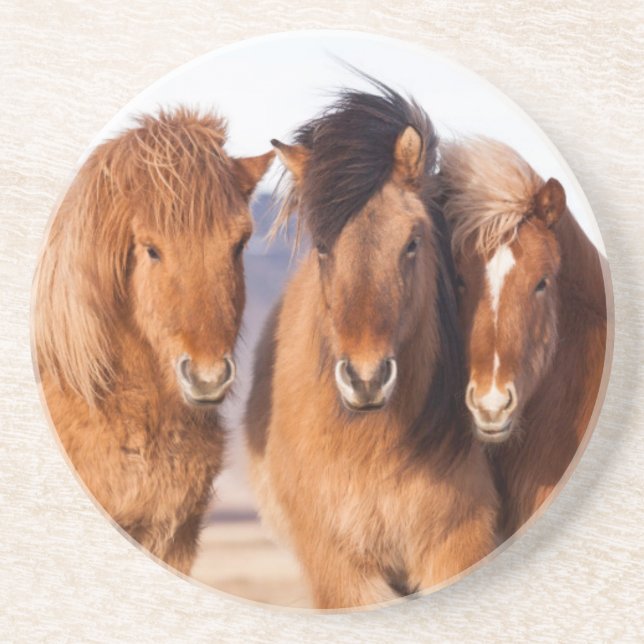 Posavasos De Arenisca Caballo islandés durante el invierno (Frente)