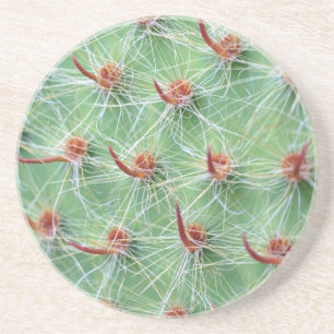 Posavasos De Arenisca cactus