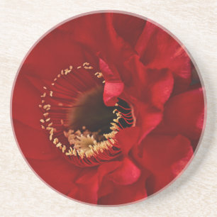 Posavasos De Arenisca Cactus de Firelight