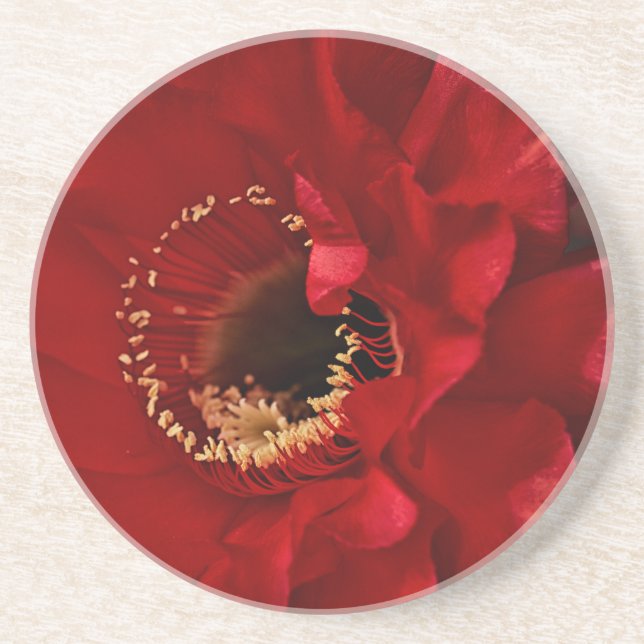 Posavasos De Arenisca Cactus de Firelight (Frente)