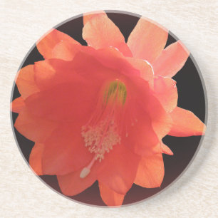 Posavasos De Arenisca Cactus de orquídea - Epiphyllum Ackermannii - flo