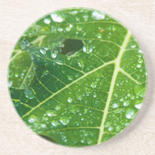 Posavasos De Arenisca Cae la lluvia en la hoja verde de papaya