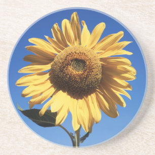 Posavasos De Arenisca California, Un Girasol Gigante (Helianthus) 3