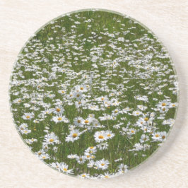 Posavasos De Arenisca Campo de flores silvestres de Daisies Alaskan