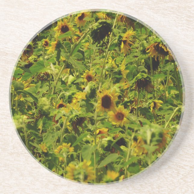 Posavasos De Arenisca Campo de girasol (Frente)