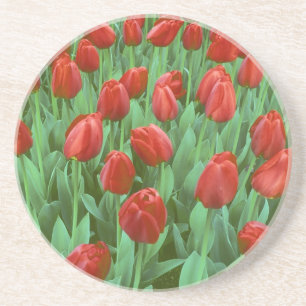 Posavasos De Arenisca Campo de tulipanes florece en primavera.