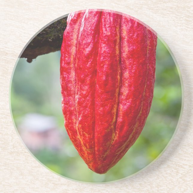 Posavasos De Arenisca caña de cacao (Frente)
