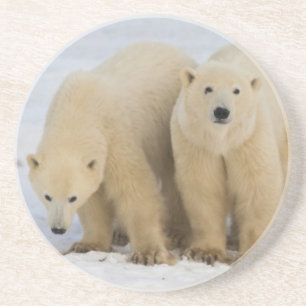 Posavasos De Arenisca Canadá, Bahía Hudson. Madre de oso polar con dos