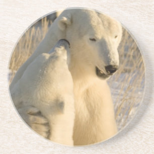 Posavasos De Arenisca Canadá, Manitoba, Bahía Hudson, Churchill.