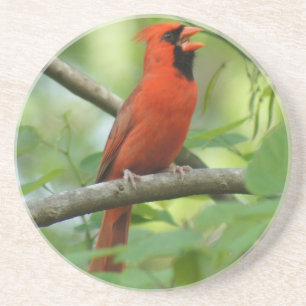 Posavasos De Arenisca ¡Canto del cardenal de Pappa!