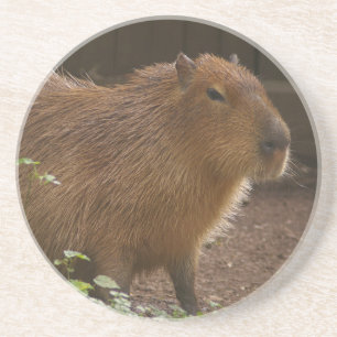 Posavasos De Arenisca Capibara