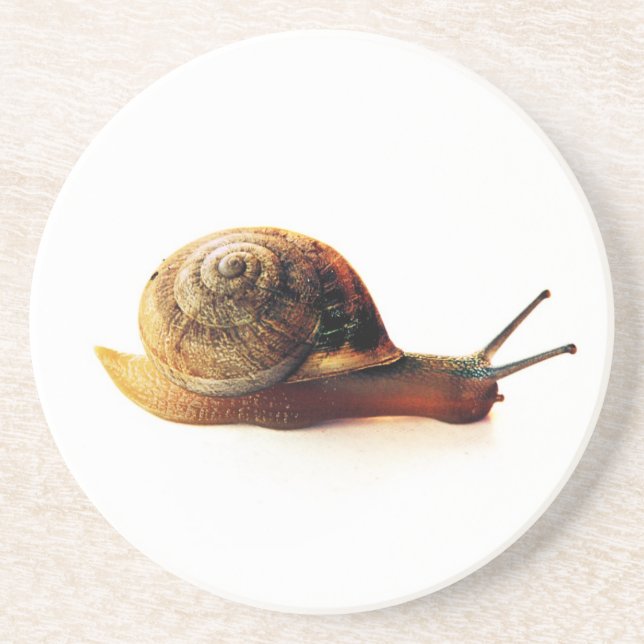 Posavasos De Arenisca caracol (Frente)