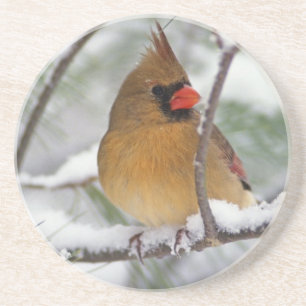 Posavasos De Arenisca Cardenal del norte hembra en pino nevado,
