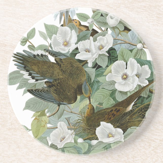 Posavasos De Arenisca Carolina Pigeon Audubon Morning Dove (Frente)