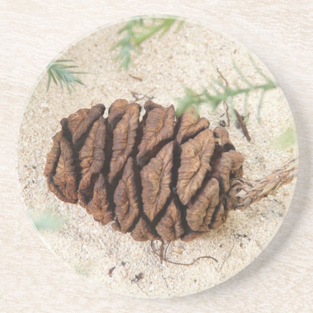 Posavasos De Arenisca Catastro de Cono de Secuoia (Frente)