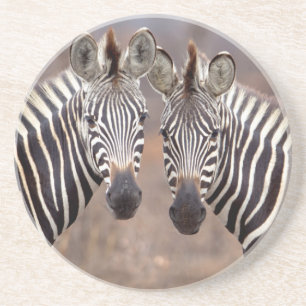 Posavasos De Arenisca Cebras planas, Parque Nacional Kruger